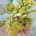 脱水有机花菜，干花菜厂家一手货源价格公道品质保障放心订购