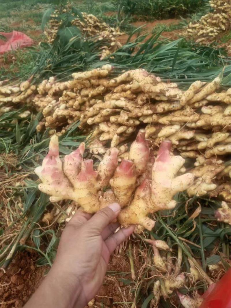 云南建水高源姜