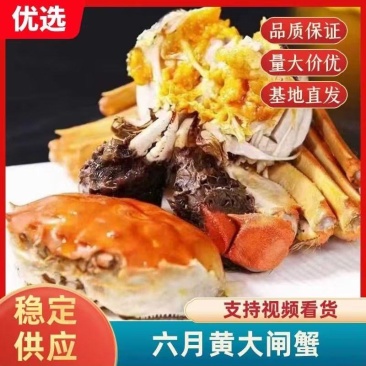 [一件代发]六月黄大闸蟹大量上市货源充足基地直供可发全国