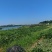 现摘黄豆，1000斤/天
