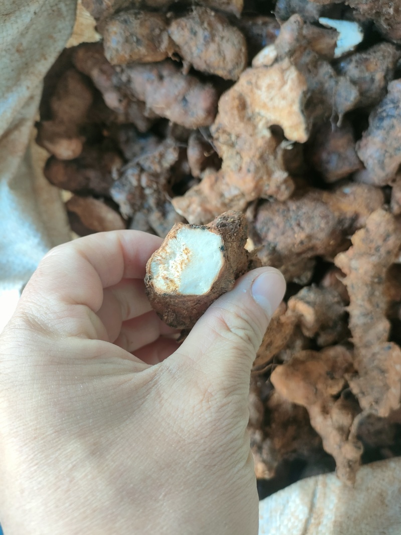 土茯苓统个，加工原材料，6.5元一斤。