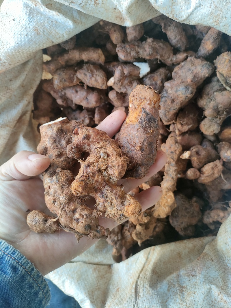 土茯苓统个，加工原材料，6.5元一斤。