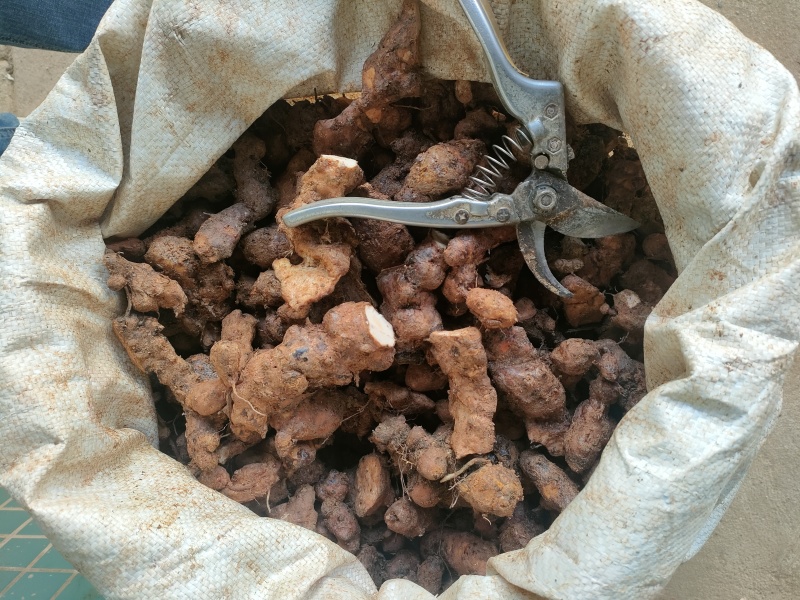 土茯苓统个，加工原材料，6.5元一斤。