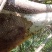云南西双版纳深山里的野生大挂蜂蜂蜜百花蜜2斤装