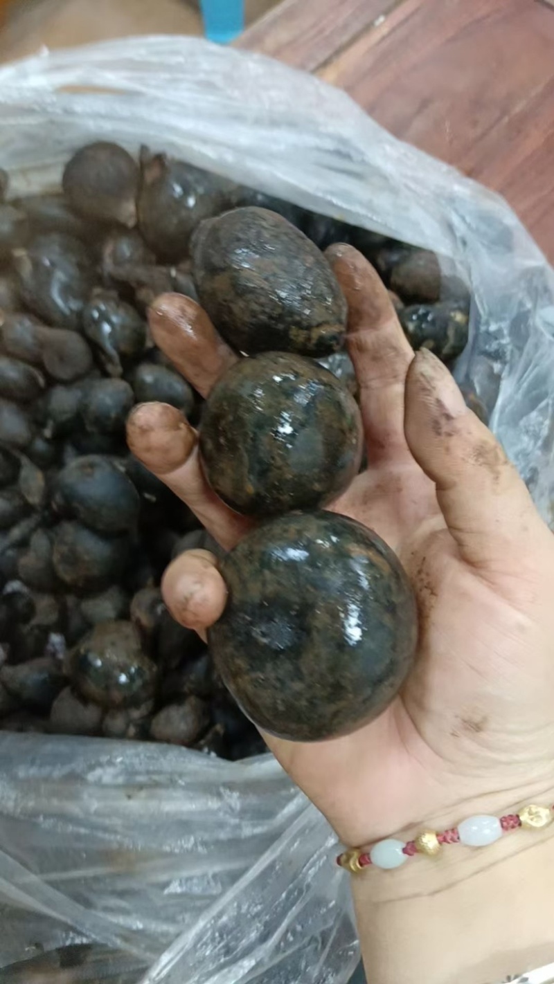 乌灵参乌灵参大个子乌灵参小个子乌灵参