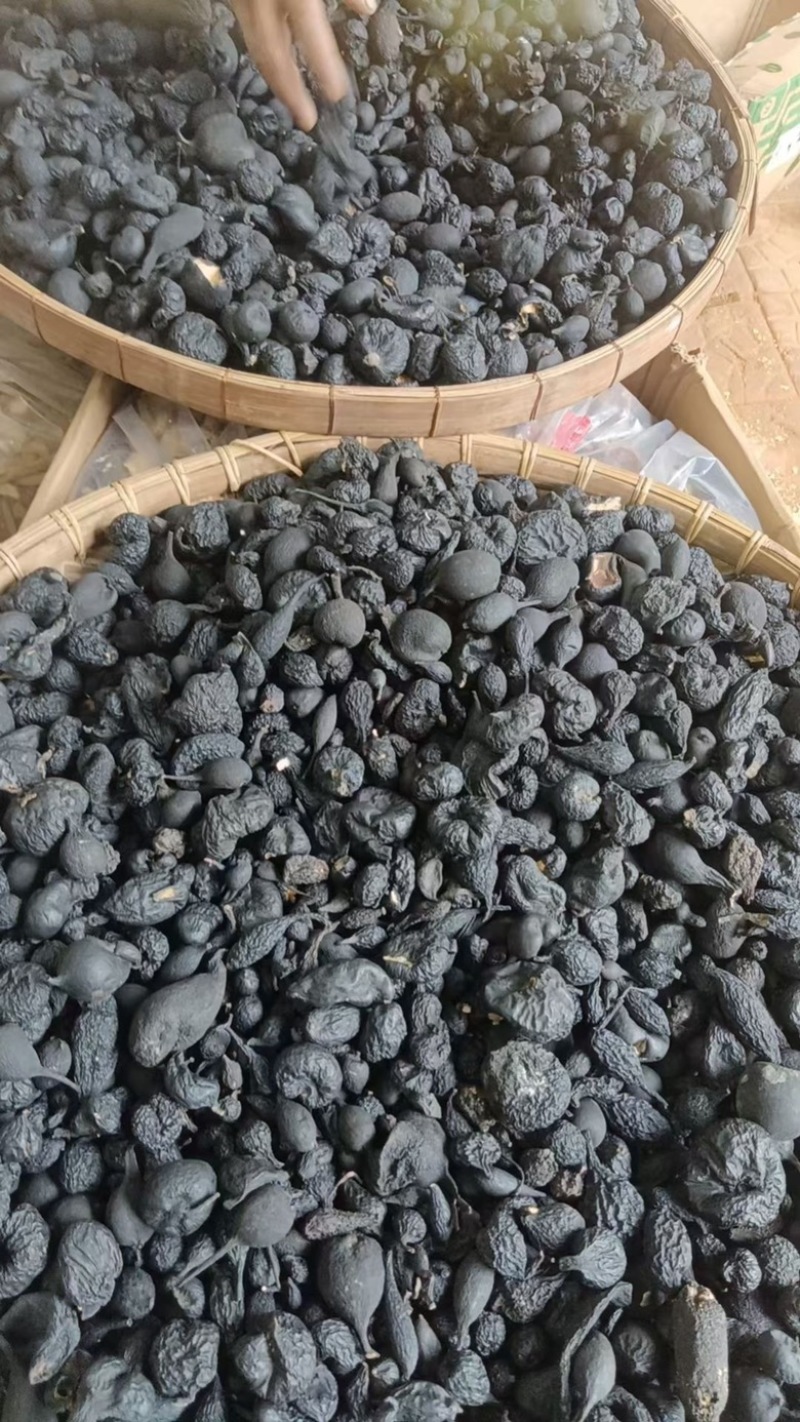 乌灵参乌灵参大个子乌灵参小个子乌灵参