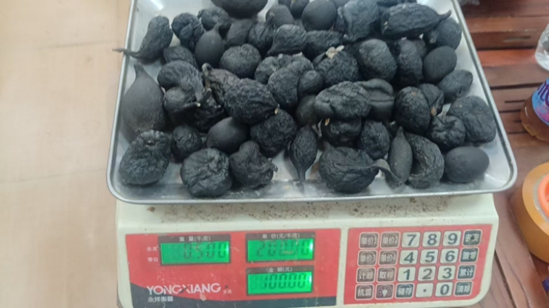 乌灵参乌灵参大个子乌灵参小个子乌灵参