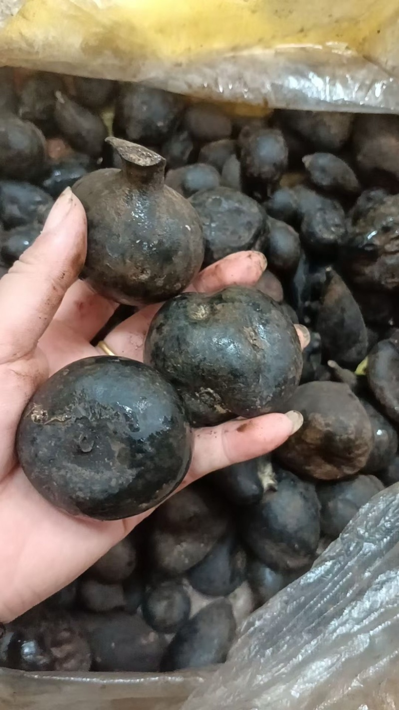 乌灵参乌灵参大个子乌灵参小个子乌灵参