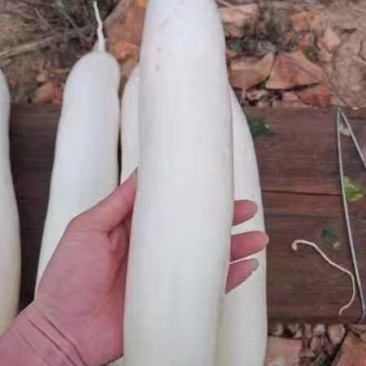 白萝卜大量供应中