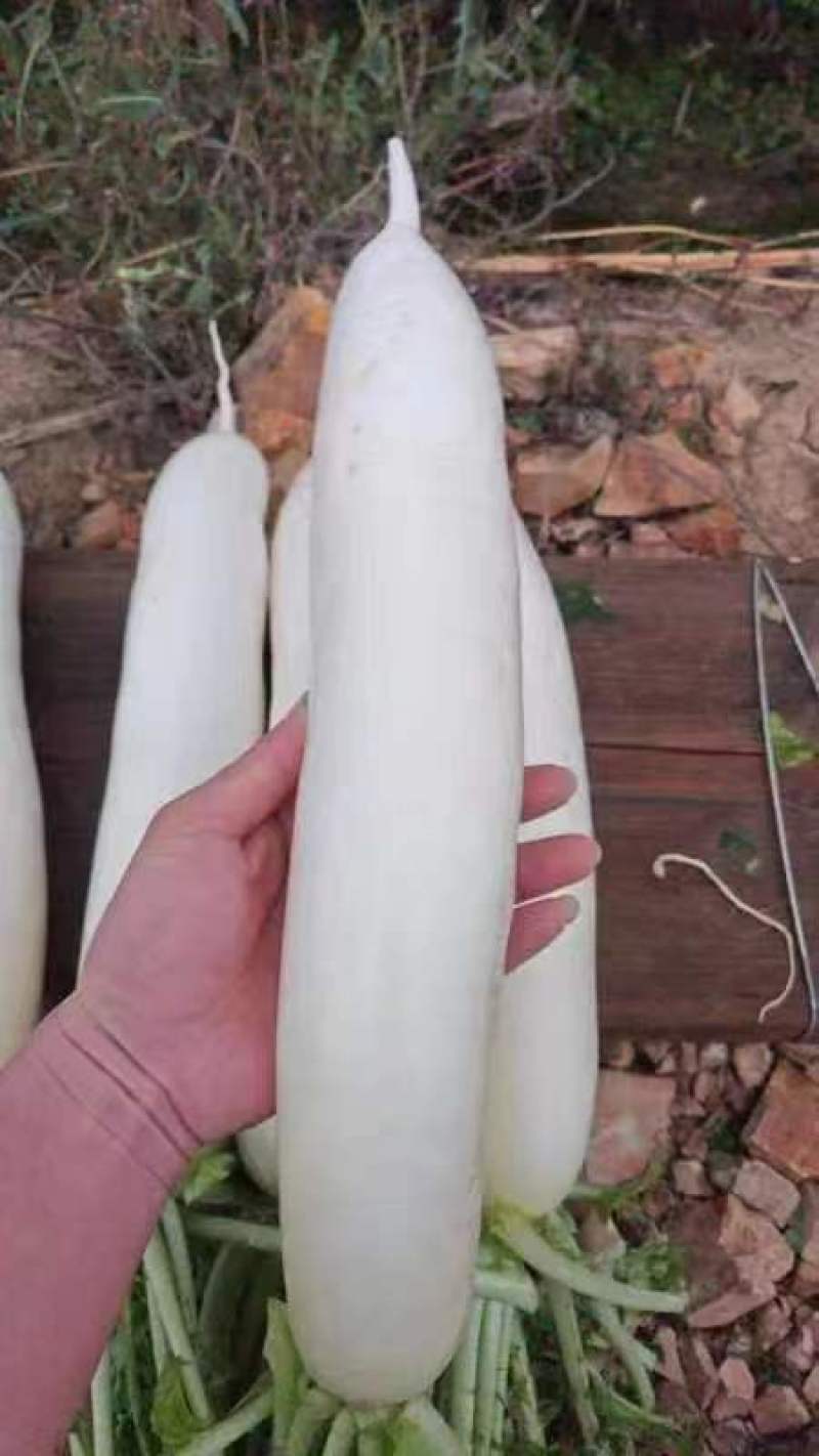 白萝卜大量供应中