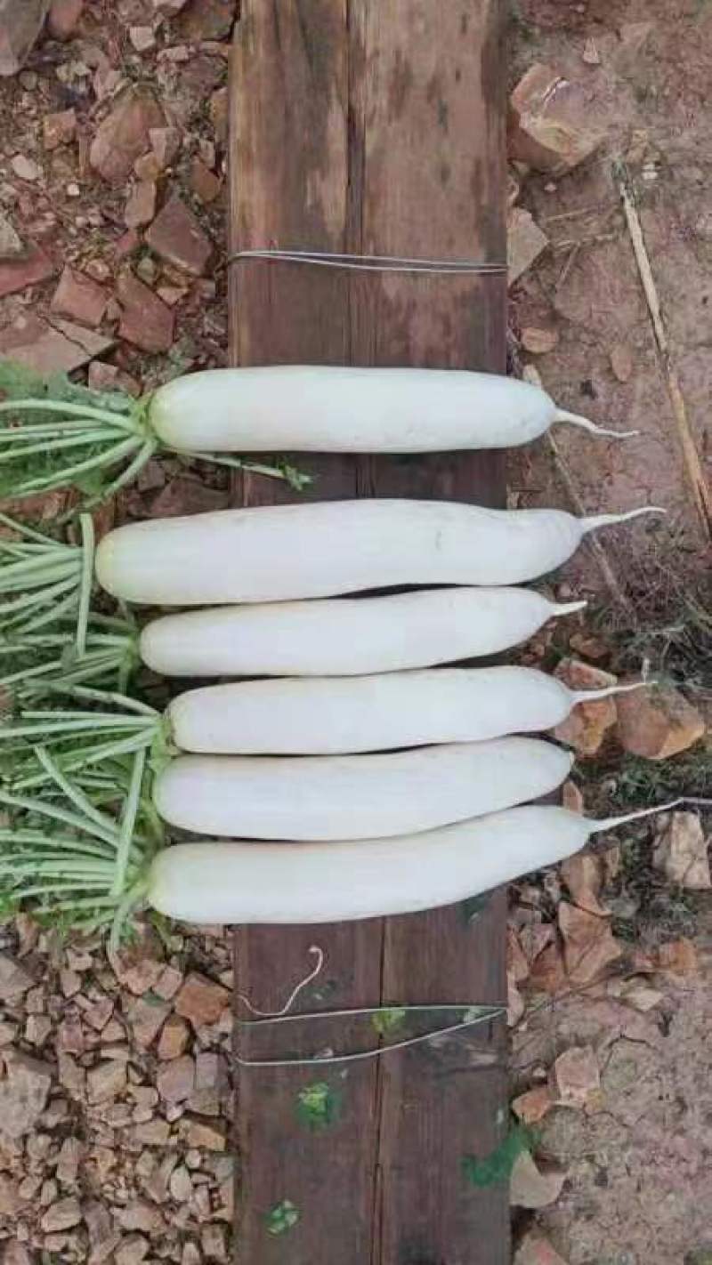 白萝卜大量供应中