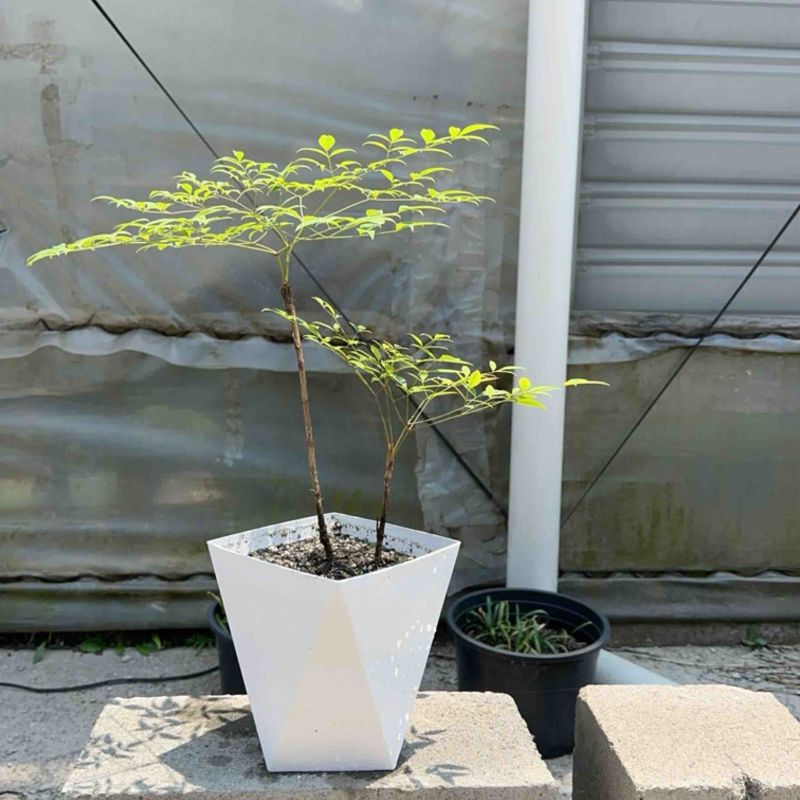 双杠创意盆栽南天竹