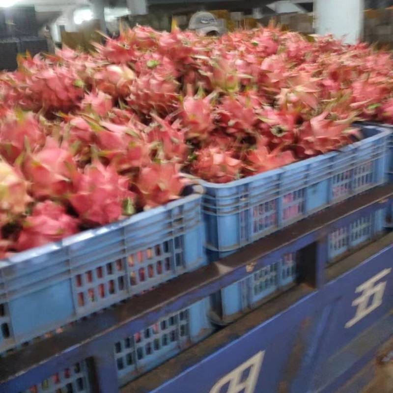 红心火龙果