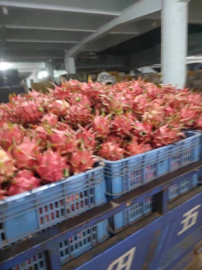 红心火龙果