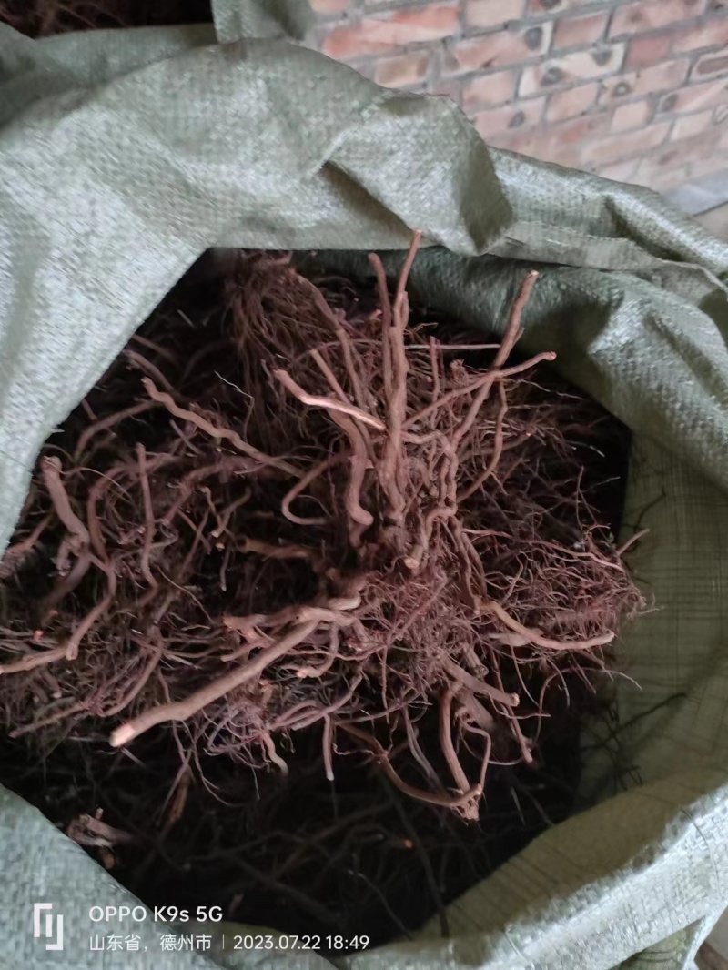 茜草，鲁西北多年野生茜草，水洗无青苗，量大批发价