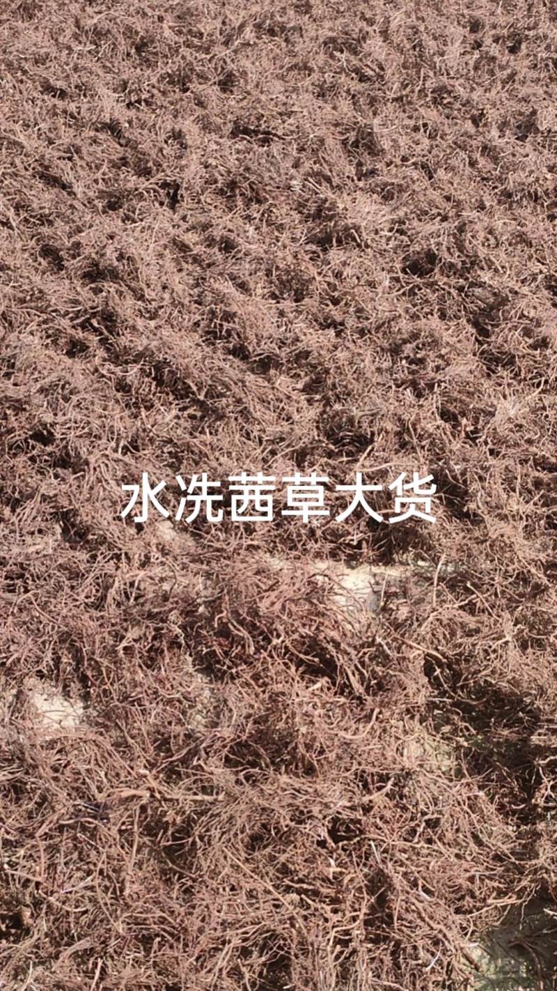 茜草，鲁西北多年野生茜草，水洗无青苗，量大批发价
