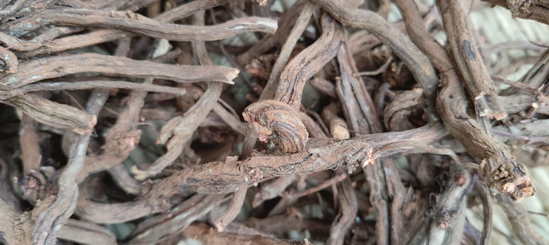 茜草，鲁西北多年野生茜草，水洗无青苗，量大批发价