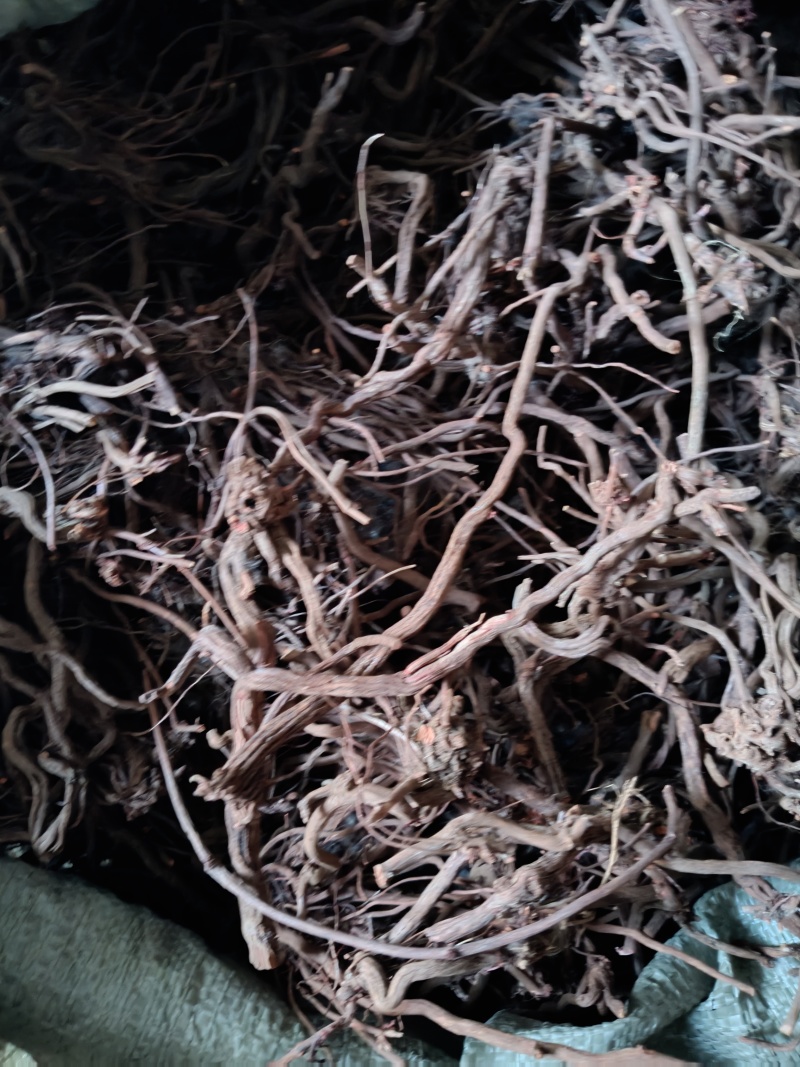 茜草，鲁西北多年野生茜草，水洗无青苗，量大批发价