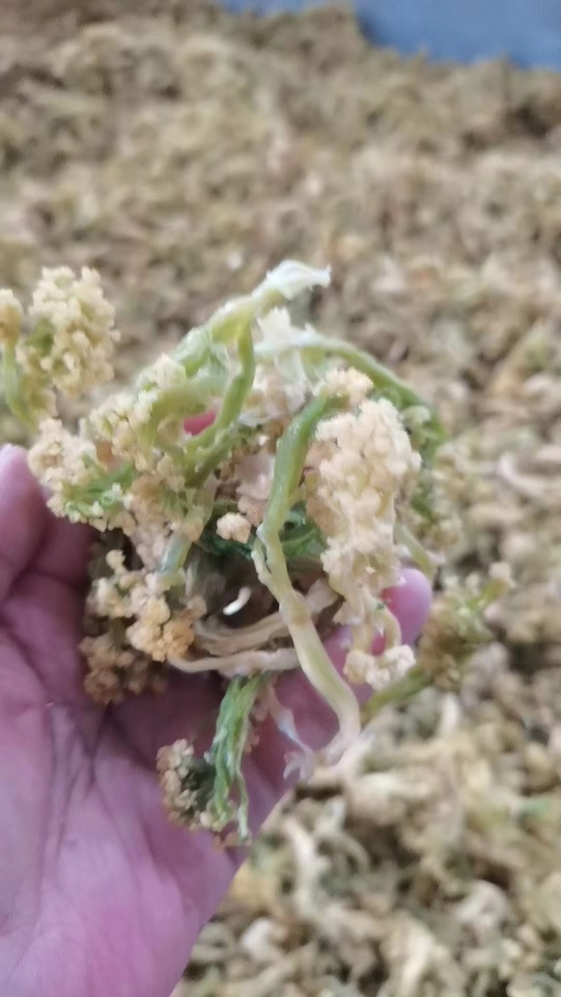 有机花菜干，厂家源头直发，价格优惠品质保障欢迎订购