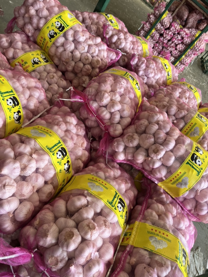 精品红帽蒜薹大量上市品质保证量大从优一手货源
