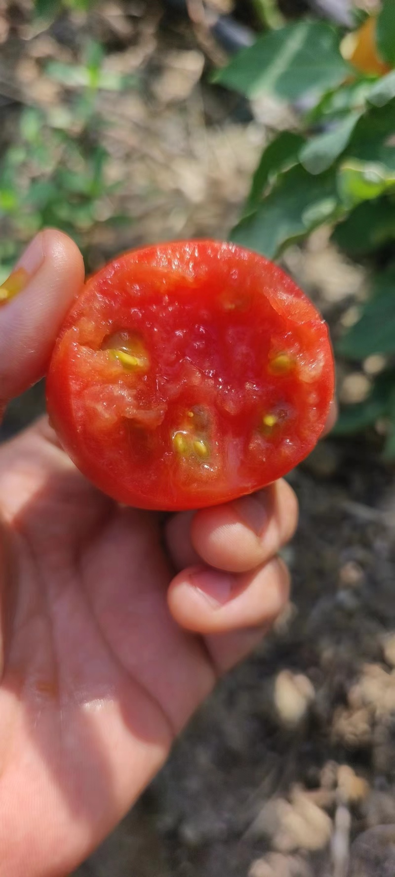 草莓西红柿