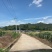 大量甜糯玉米．水果玉米上市中