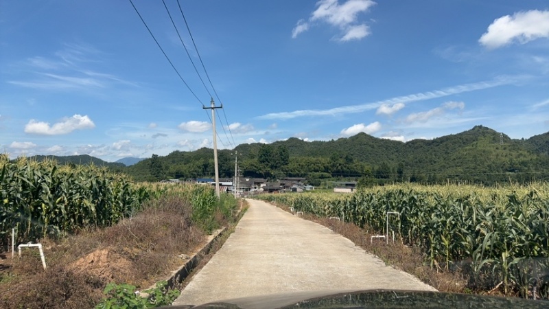 大量甜糯玉米．水果玉米上市中