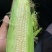 大量甜糯玉米．水果玉米上市中