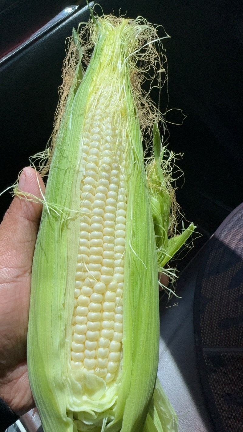 大量甜糯玉米．水果玉米上市中