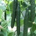 山东莘县黄瓜，食用黄瓜。甘甜水多。