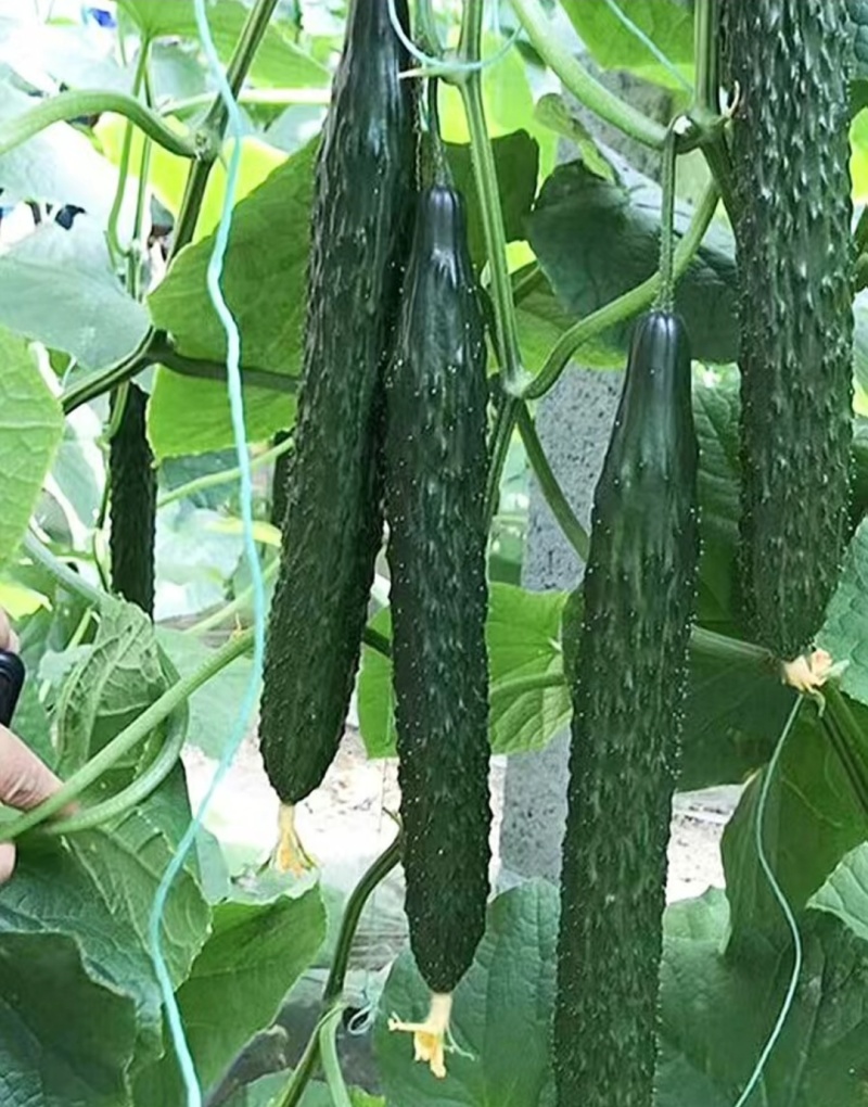 山东莘县黄瓜，食用黄瓜。甘甜水多。