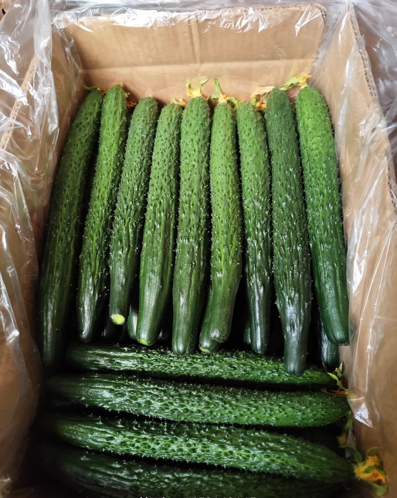 山东莘县黄瓜，食用黄瓜。甘甜水多。