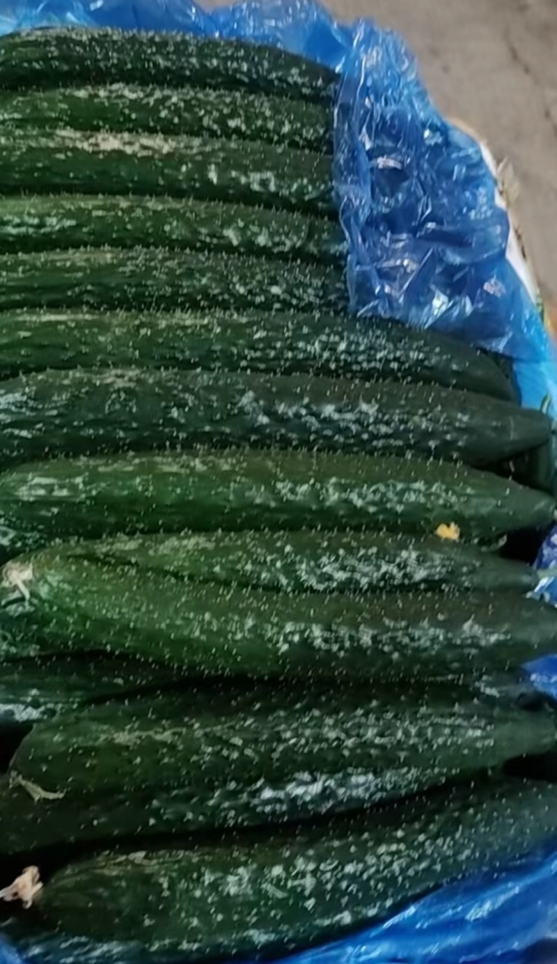 山东莘县黄瓜，食用黄瓜。甘甜水多。