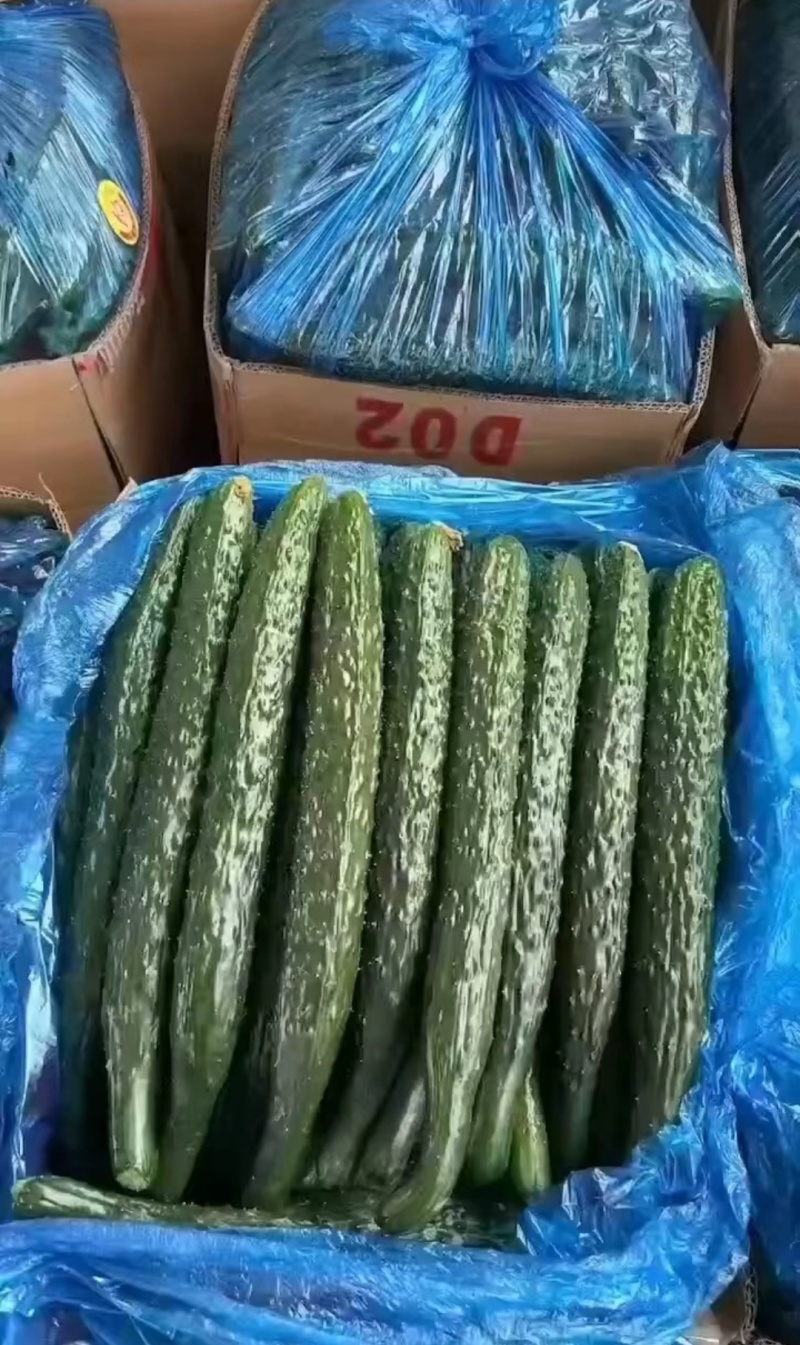 山东莘县黄瓜，食用黄瓜。甘甜水多。