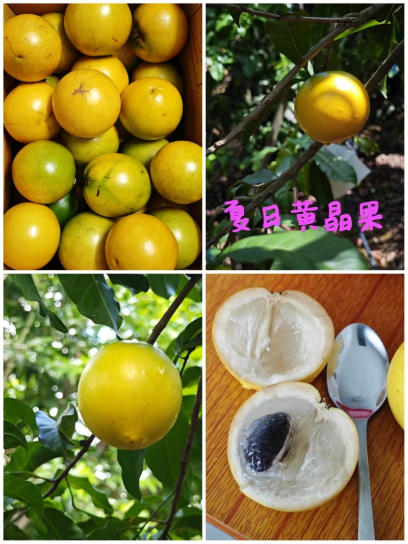 九成熟黄晶果