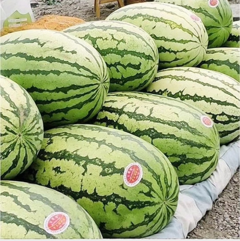 宁夏硒砂瓜石头瓜产地直供质量三包