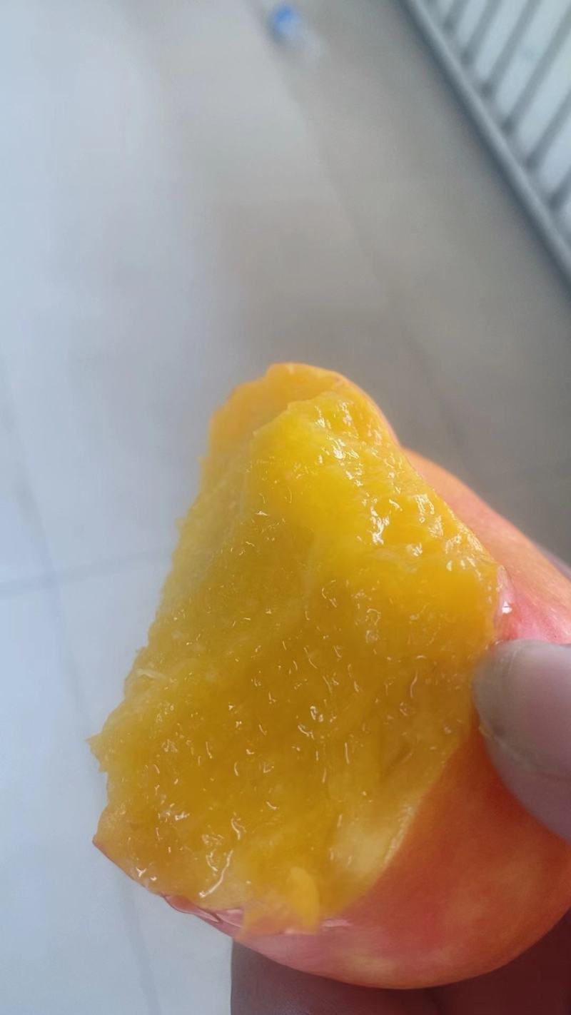 河北秦皇岛精品潘九