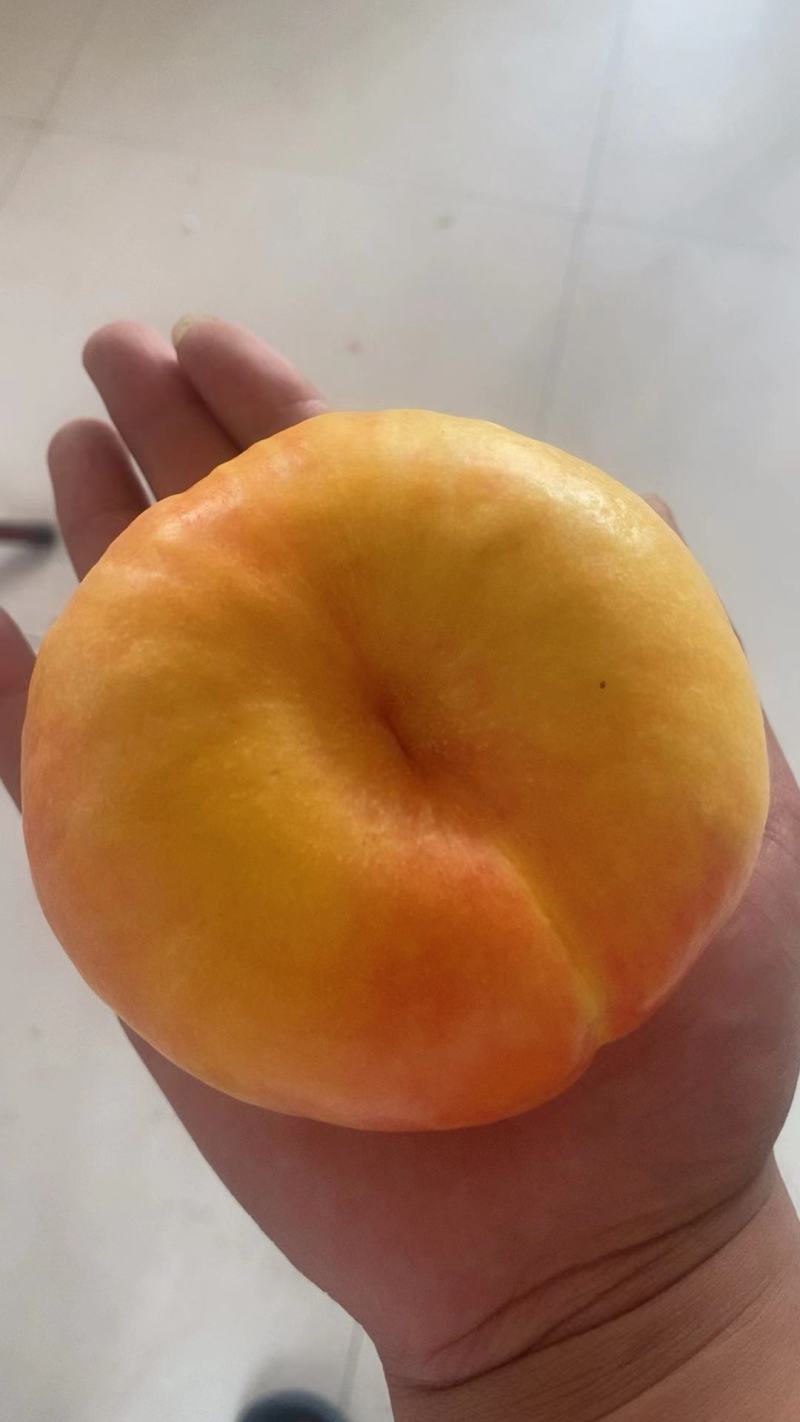 河北秦皇岛精品潘九