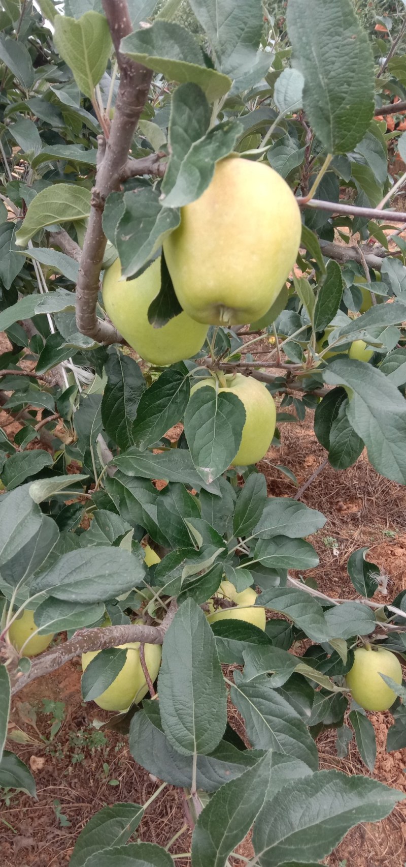 绥中鲁丽苹果大量新货上市中货源充足质量好欢迎来电