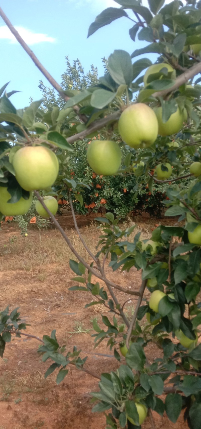 绥中鲁丽苹果大量新货上市中货源充足质量好欢迎来电