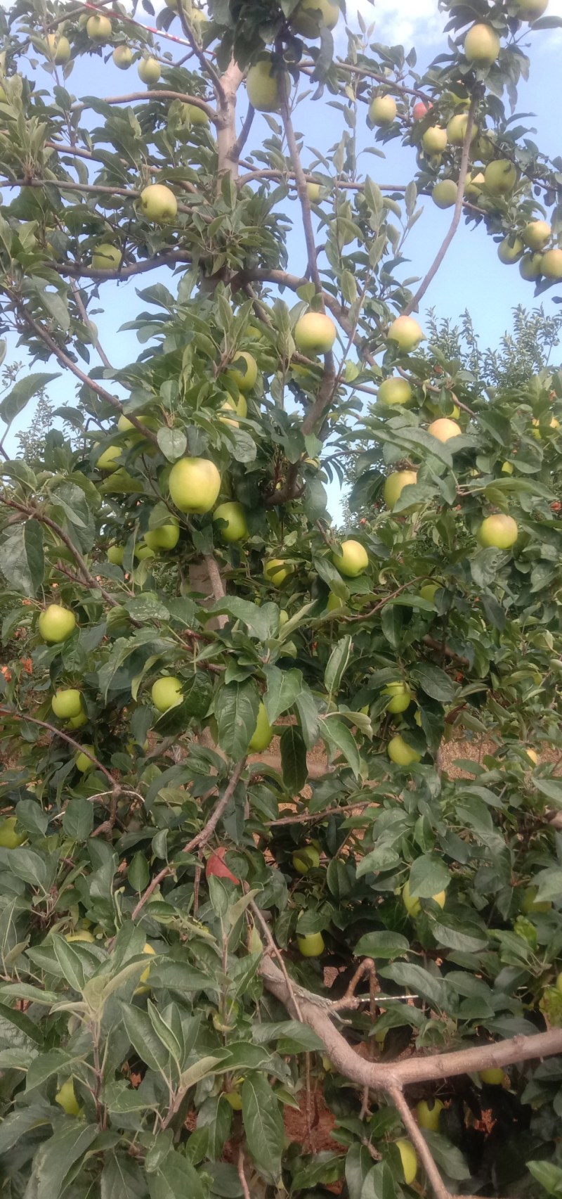 绥中鲁丽苹果大量新货上市中货源充足质量好欢迎来电