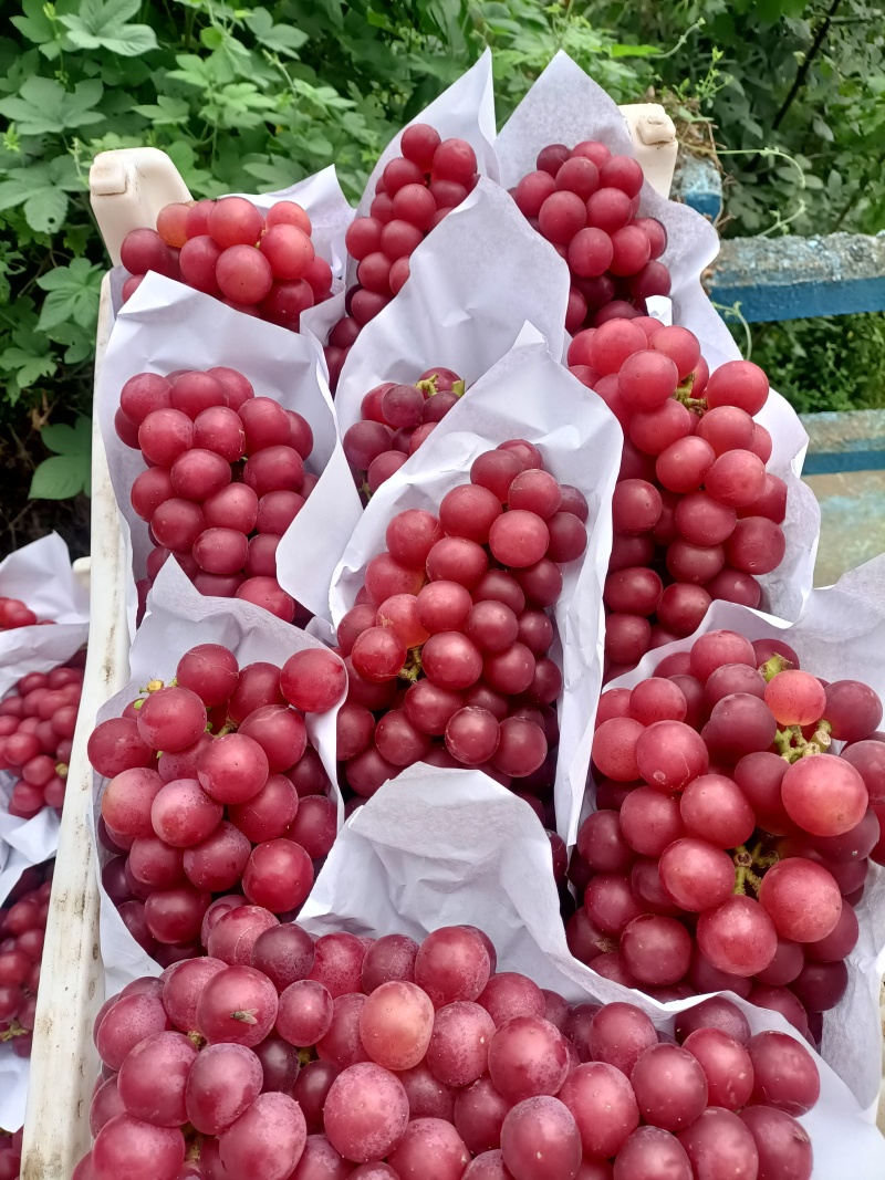 夏黑巨峰葡萄大量上市中