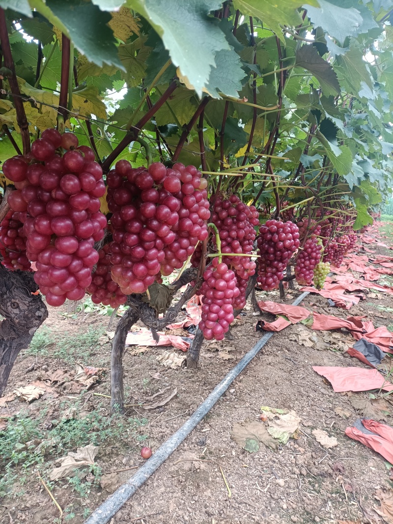 夏黑巨峰葡萄大量上市中