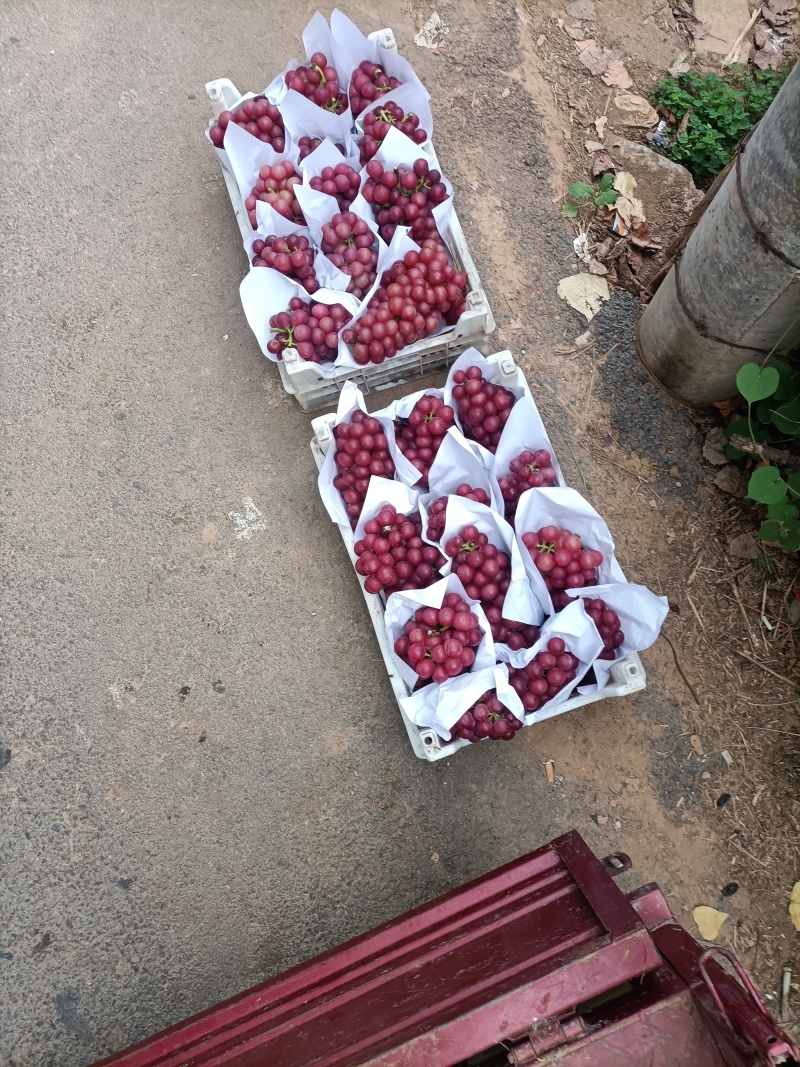 夏黑巨峰葡萄大量上市中