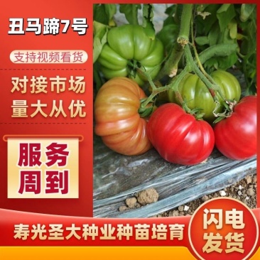 马蹄番茄苗丑柿子牛排柿子苗水果沙瓤西红柿苗粉果西红柿苗
