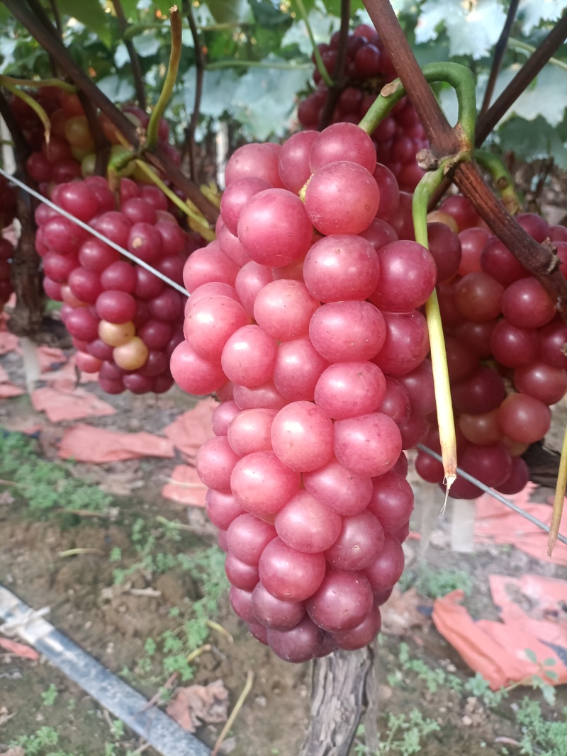 夏黑巨峰葡萄大量上市中