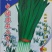 一级韭菜种子新品种-寒青韭98种子