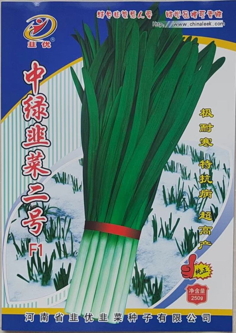 一级韭菜种子新品种-寒青韭98种子