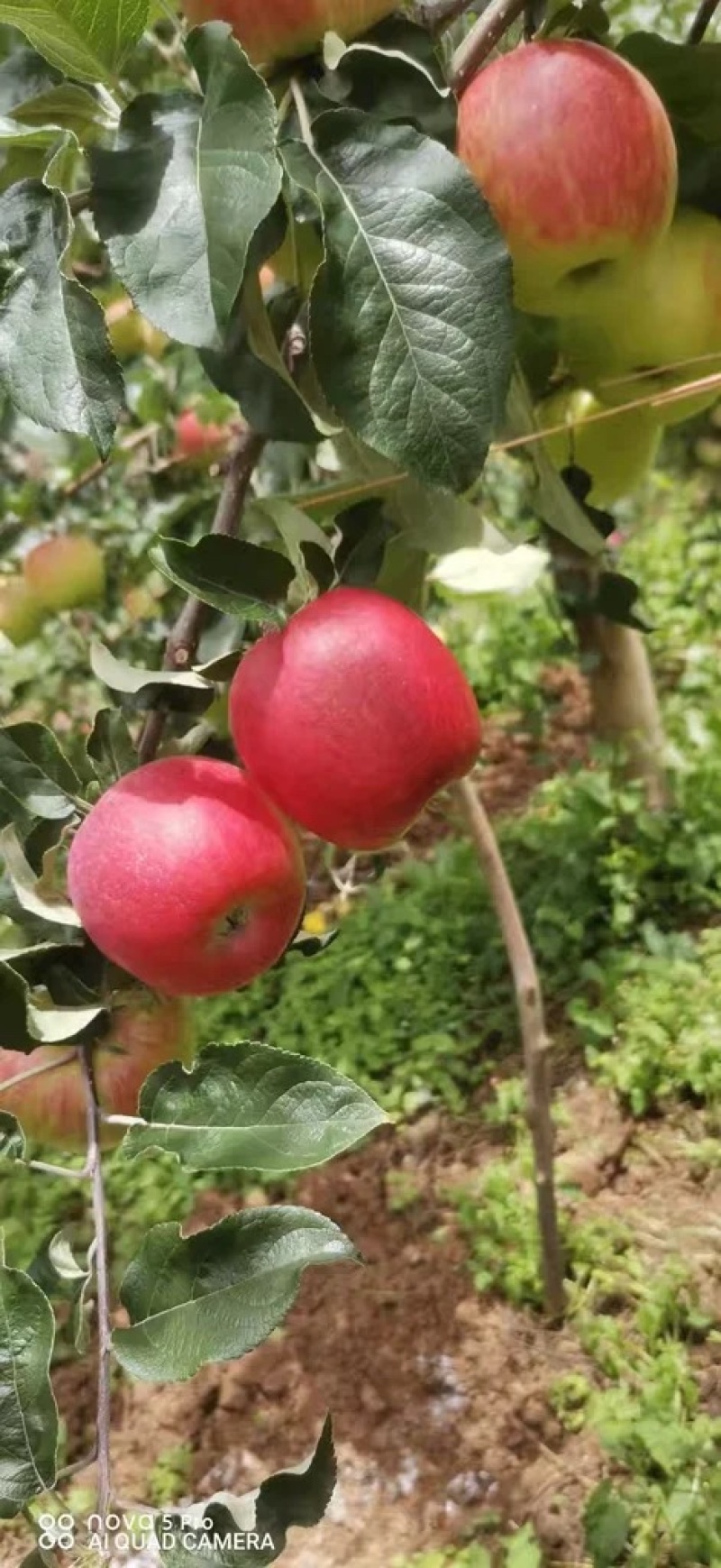 四川早熟丑苹果华硕苹果，果农直销全国代发