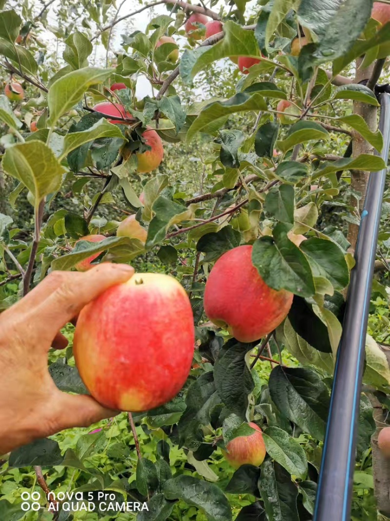 四川早熟丑苹果华硕苹果，果农直销全国代发